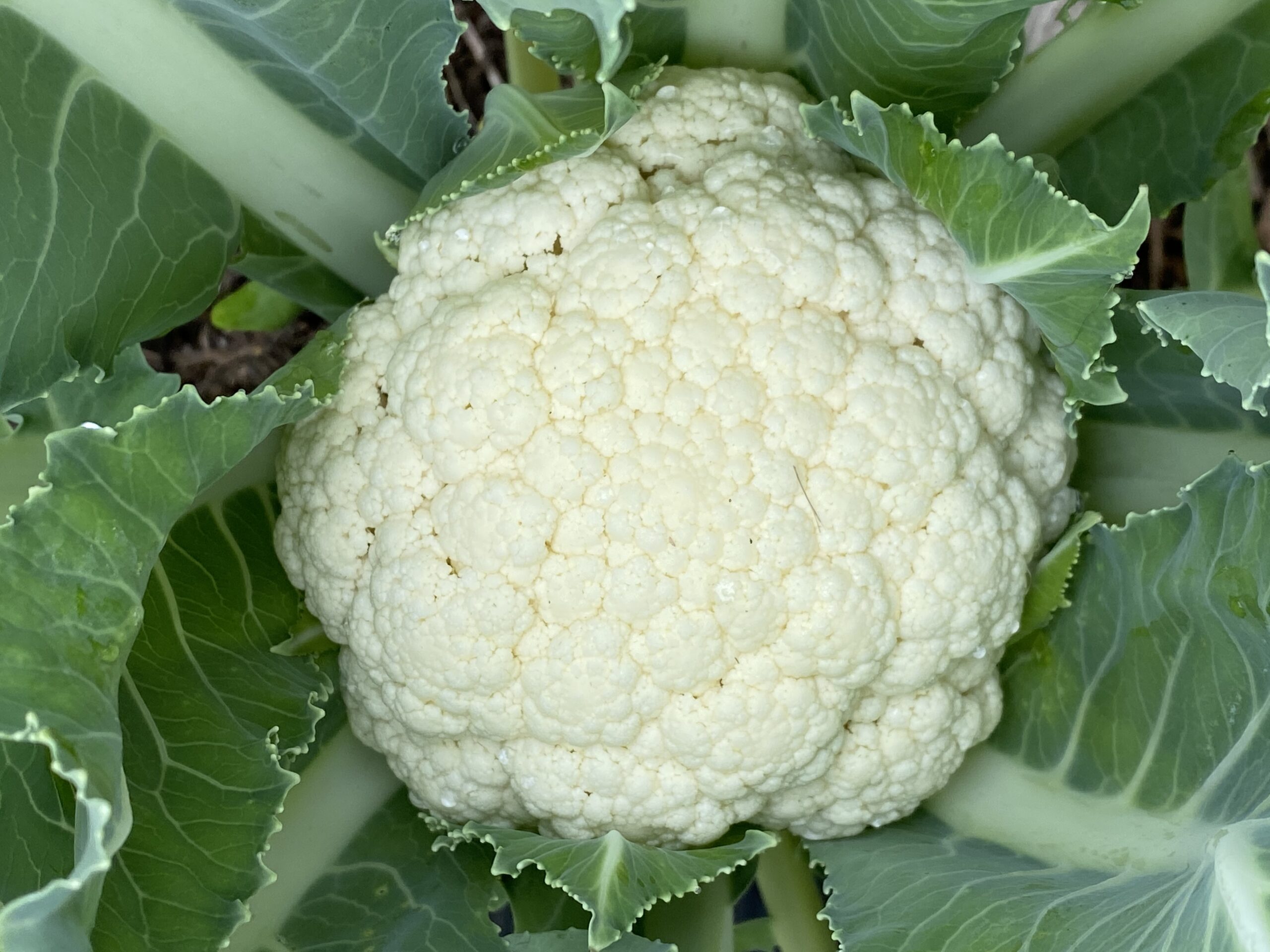 Blomkål