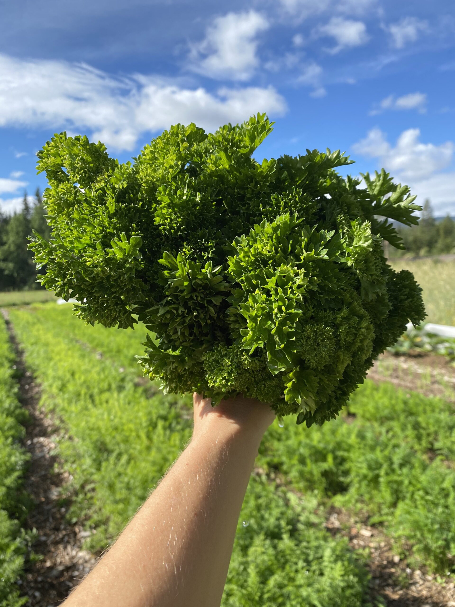 Fersk krus persille rett fra åkeren